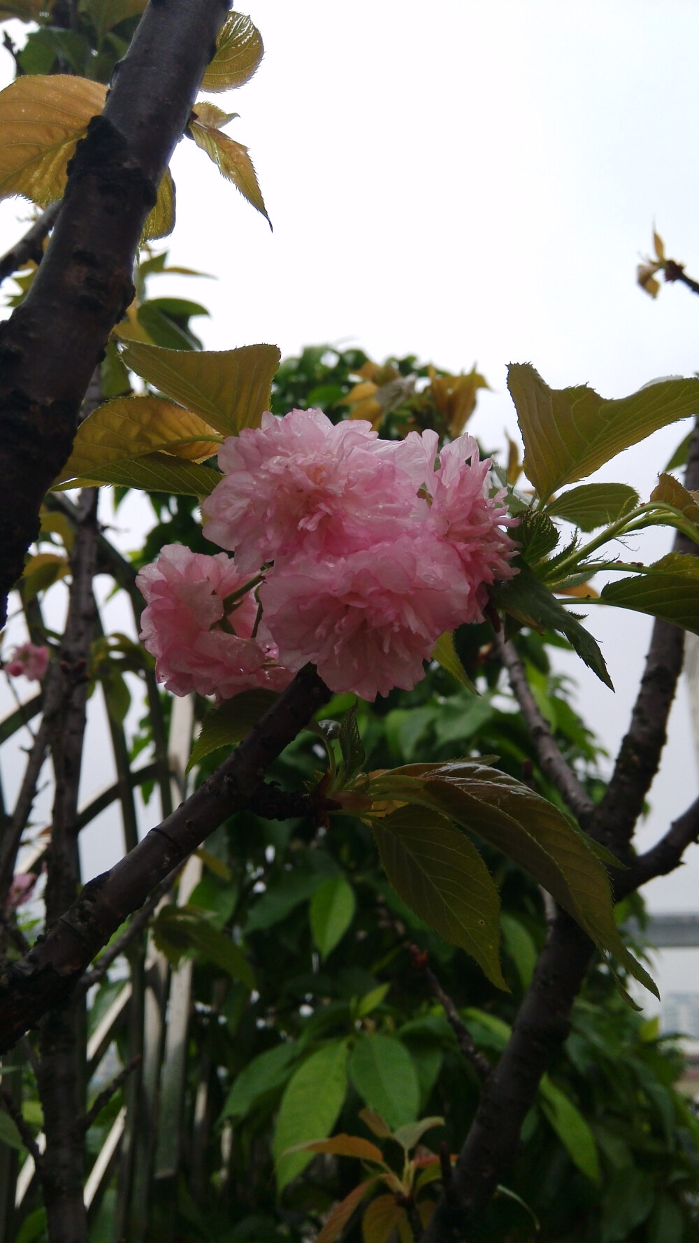 雨后的榆叶梅。还有雨滴在上面。syl。榆叶梅(学名:Amygdalus triloba)，又叫小桃红，因其叶片像榆树叶，花朵酷似梅花而得名。为灌木稀小乔木，高2-3米;枝条开展，具多数短小枝;小枝灰色，一年生枝灰褐色，无毛或幼时微被短柔毛;冬芽短小，长2-3毫米。
枝紫褐色，叶宽椭圆形至倒卵形，先端3裂状，缘有不等的粗重锯齿;花单瓣至重瓣，紫红色，1~2朵生于叶腋，花期4月;核果红色，近球形，有毛。果熟期8月。