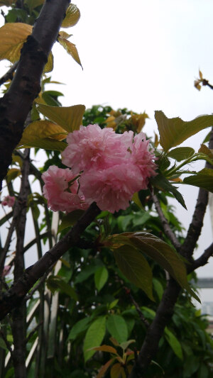 雨后的榆叶梅。还有雨滴在上面。syl。榆叶梅(学名:Amygdalus triloba)，又叫小桃红，因其叶片像榆树叶，花朵酷似梅花而得名。为灌木稀小乔木，高2-3米;枝条开展，具多数短小枝;小枝灰色，一年生枝灰褐色，无毛或幼时微被短柔毛;冬芽短小，长2-3毫米。

枝紫褐色，叶宽椭圆形至倒卵形，先端3裂状，缘有不等的粗重锯齿;花单瓣至重瓣，紫红色，1~2朵生于叶腋，花期4月;核果红色，近球形，有毛。果熟期8月。