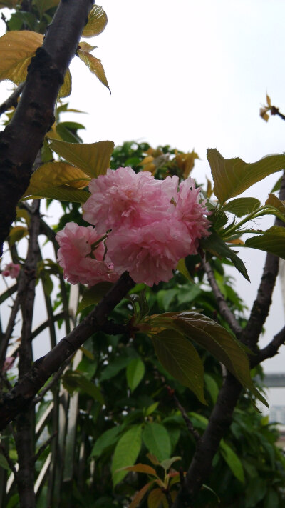 雨后的榆叶梅。还有雨滴在上面。syl。榆叶梅(学名:Amygdalus triloba)，又叫小桃红，因其叶片像榆树叶，花朵酷似梅花而得名。为灌木稀小乔木，高2-3米;枝条开展，具多数短小枝;小枝灰色，一年生枝灰褐色，无毛或幼时…