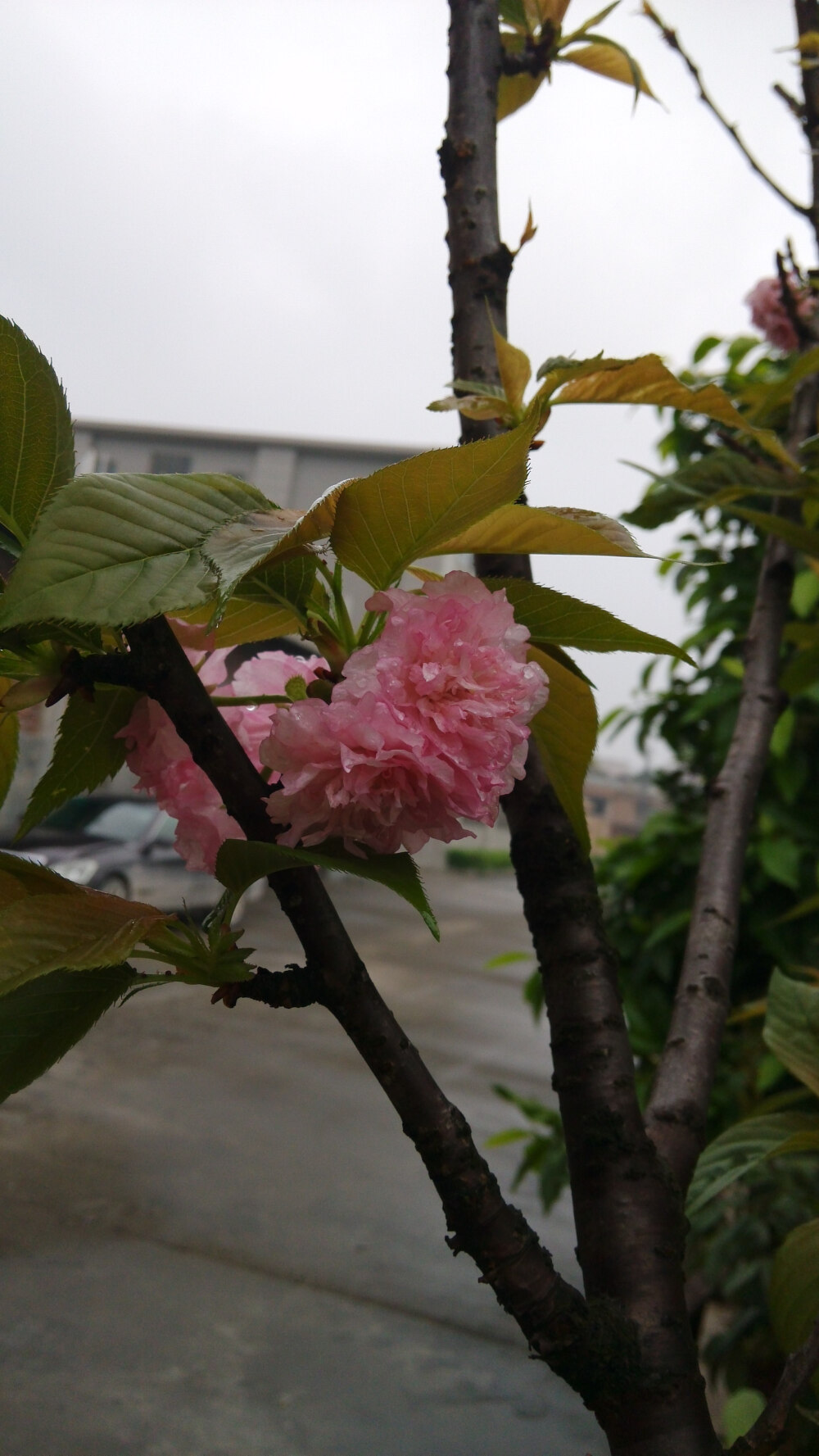 雨后的榆叶梅。还有雨滴在上面。syl。榆叶梅(学名:Amygdalus triloba)，又叫小桃红，因其叶片像榆树叶，花朵酷似梅花而得名。为灌木稀小乔木，高2-3米;枝条开展，具多数短小枝;小枝灰色，一年生枝灰褐色，无毛或幼时微被短柔毛;冬芽短小，长2-3毫米。
枝紫褐色，叶宽椭圆形至倒卵形，先端3裂状，缘有不等的粗重锯齿;花单瓣至重瓣，紫红色，1~2朵生于叶腋，花期4月;核果红色，近球形，有毛。果熟期8月。