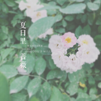 薔薇。