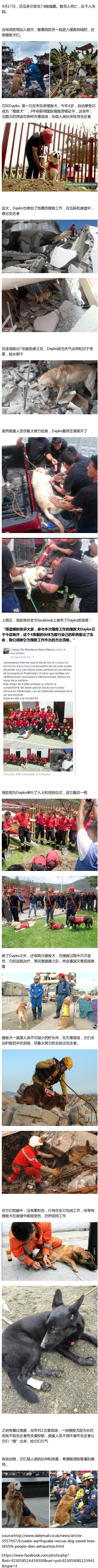 厄瓜多尔强震，灾难现场的一只搜救犬Dayko，连续救出生还者后，因为脱水累倒，上周五抢救无效牺牲。搜救犬真的是人类在灾难现场的得力助手和依靠，希望它们能得到善待和尊重