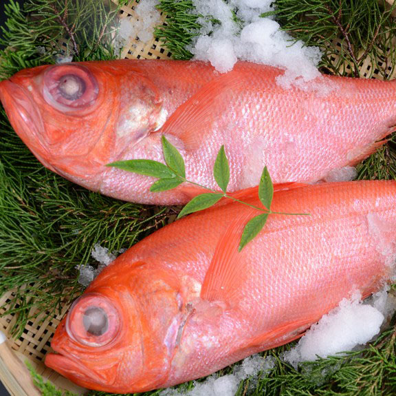 来自新西兰进口的金目鲷鱼鱼呈红色鳞点状肥而不腻