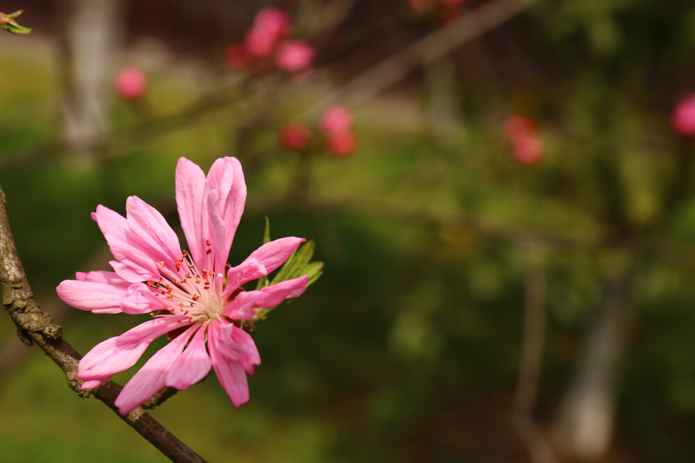 桃花