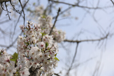 樱花