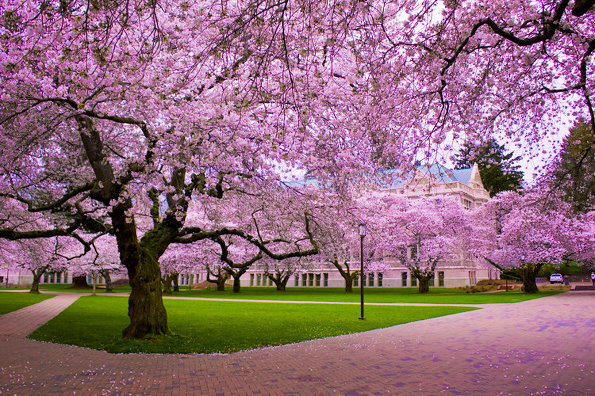若想在西雅图城内观赏樱花也不是难事，First St（一街）城市教堂附近，就是一个好去处。稍有遗憾的是这里的樱花树稍小，树龄至今只有39年。一街的这些樱花树，与北京的樱花树树龄相仿。40年前，CCTV电视塔下的玉渊潭公园开始出现了大量樱花。隔开太平洋，西雅图树龄40年的樱花已然绽开，而此刻，北京玉渊潭的樱花树却尚在冬眠。