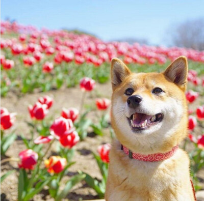 一只犯”花痴“的文艺小清新柴犬 Yuri～～