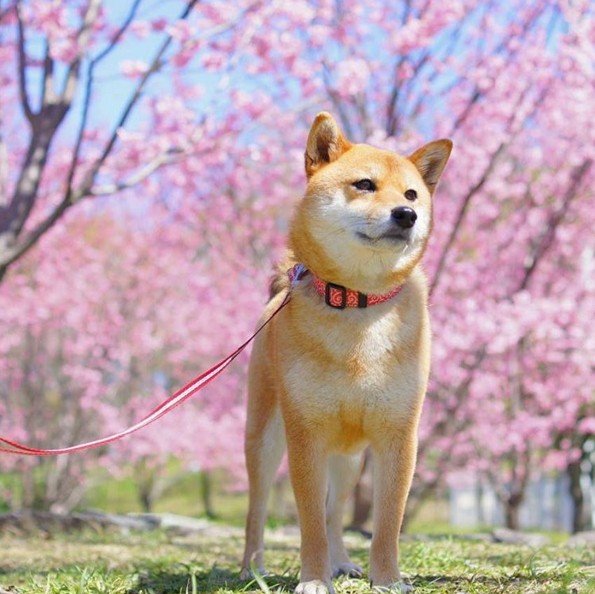 一只犯”花痴“的文艺小清新柴犬 Yuri～～