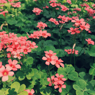 食堂门口的花每天午后都在灿烂，每个傍晚都要休憩。