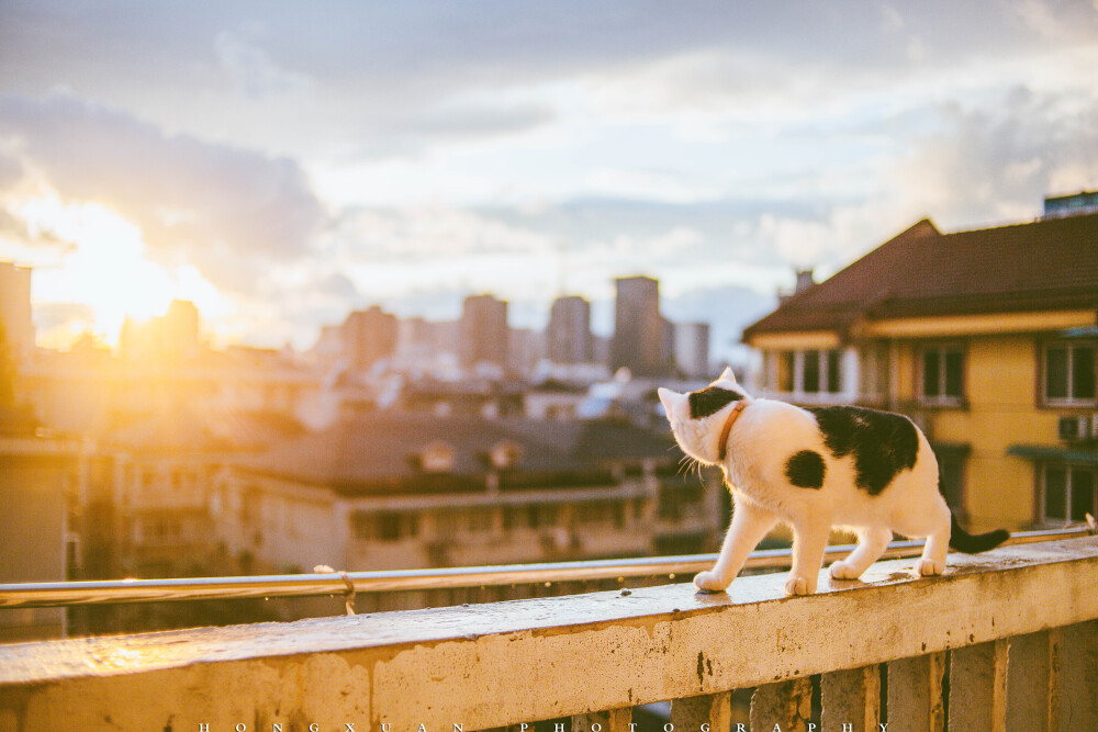 可乖王子
摄影：洪小漩
出镜：可乖
你好，王子殿下。