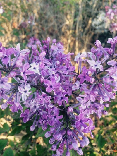 丁香花