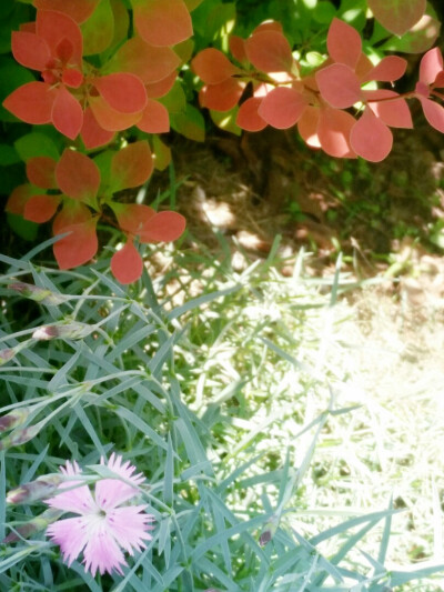 小时候去摘这种草的嫩芽，拿回家炒炒一下可以泡茶，开的花好淑女。