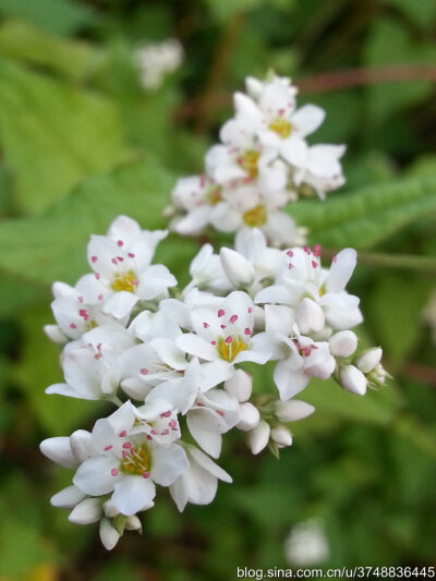 【石之若璞-花事-深秋觅花影】—月明花如雪——荞麦花~~
中文学名：金荞麦 ~
拉丁学名： Fagopyrum dibotrys (D. Don) Hara ~
别 称：苦荞麦、天荞麦、赤地利、透骨消、苦荞头、野荞麦、土荞麦~
蓼目 Polygonales…