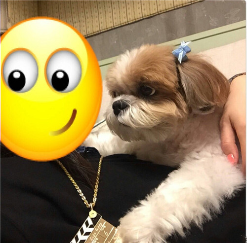 ️林依晨西施犬 糖糖