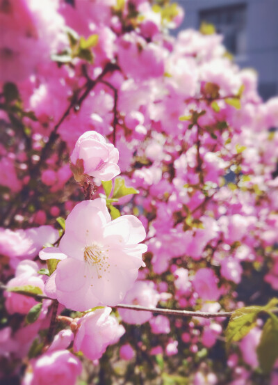 桃花 偏北之地晚来的春意。在靠南的地方早早就一派生机盎然之景，只在等南方的飘红都碾做尘后，这里就跟挑好了时机一样，小心翼翼而又肆意地吐露无声的张扬。