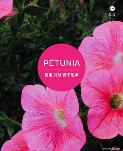 淘宝色彩购——PETUNIA（矮牵牛色）