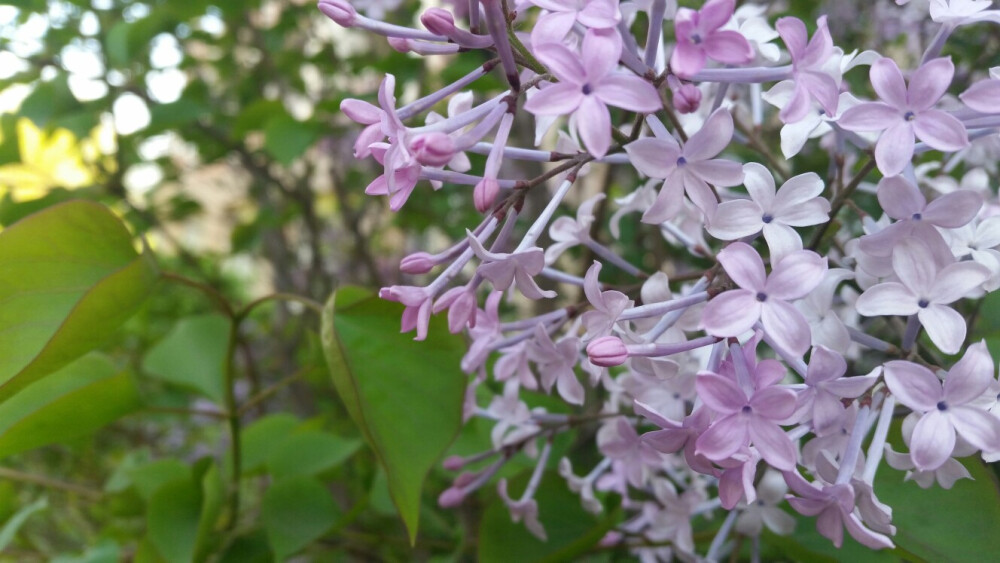 丁香花*