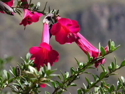 Cantua buxifolia 