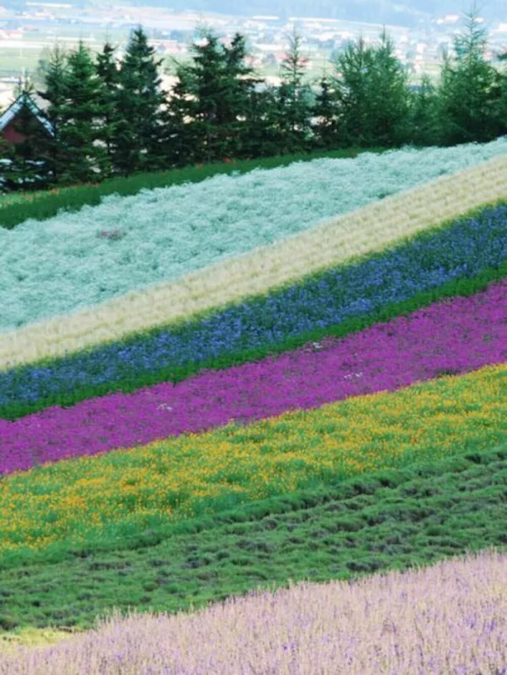 Furano, Hokkaido, Japan(By yhshangkuan)。日本北海道富良野。富良野盆地由火山爆发冲积而成的平原与丘陵，周围有大雪群峰，树海和河流。经过百年的开发，当地人起名“富良”，喻为丰饶的大地，气候四季分明，农业牧业发达，也是观光旅游名胜。说到富良野就不会没有薰衣草，富良野的夏天很紫色，日本人成功的用薰衣草包装了富良野这个小镇，虽然她不是夏天唯一能看到的花，但是看到富良野的紫色风潮就能明白她的魅力所在。