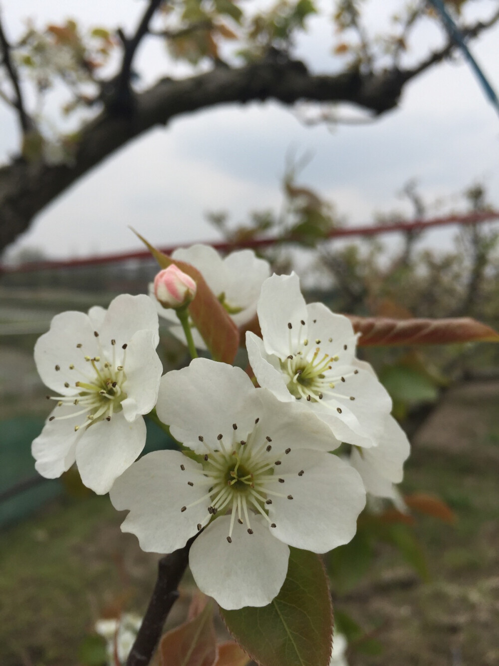 梨花