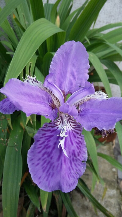 花葬——鸢尾花是爱情里美好的紫忆。