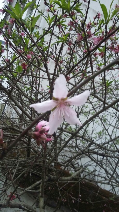 花葬——然而今年的桃花开势不好。