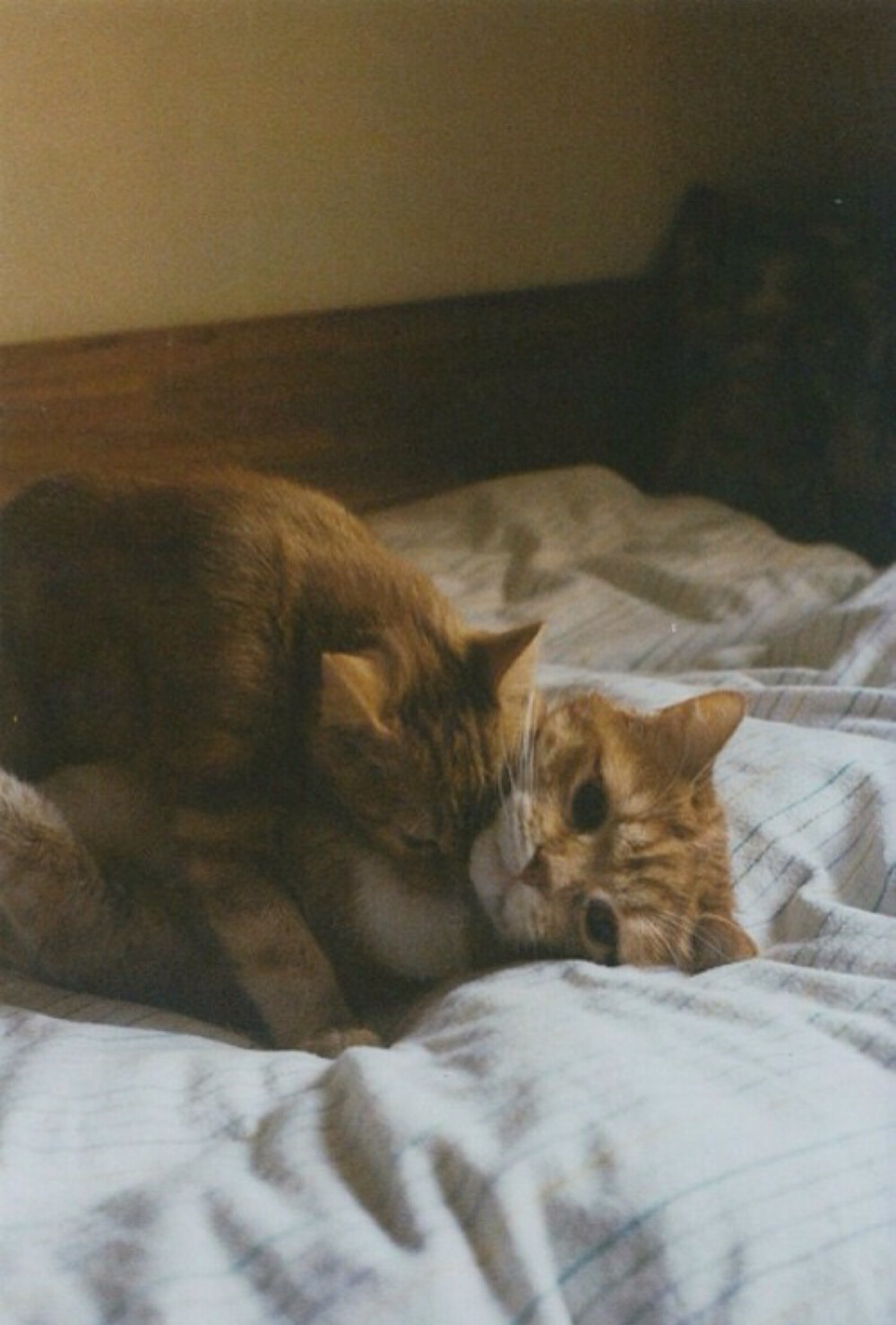 Cuties 