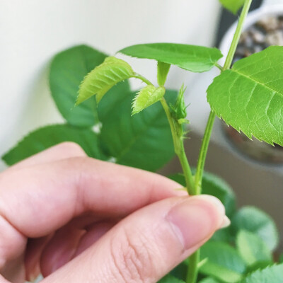 出现了！我的第一个花苞～来自维纳斯女神