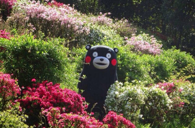 kumamon 熊本熊 待到山花烂漫时 你在丛中笑( ╯▽╰)