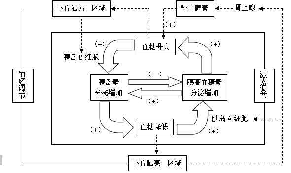 神经调节