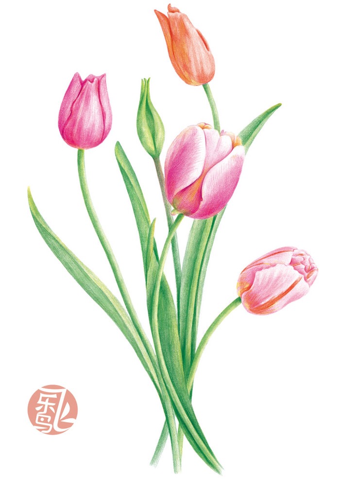 飞乐鸟彩铅唯美好看清新花朵彩铅