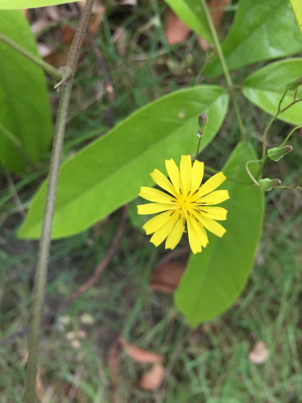 野菊