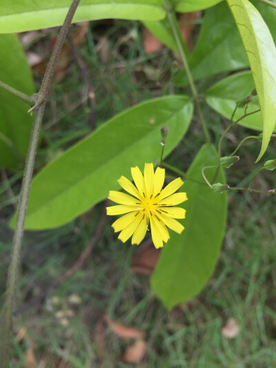 野菊