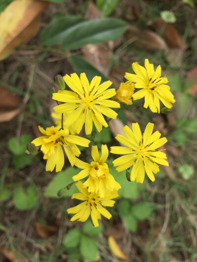 野菊