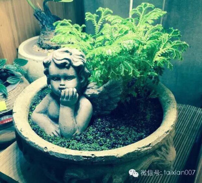 苔藓盆栽美图