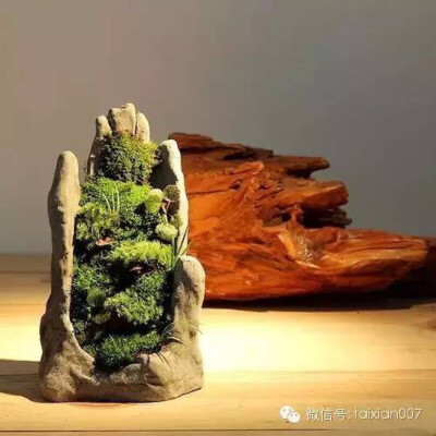 禅意苔藓微景观图片