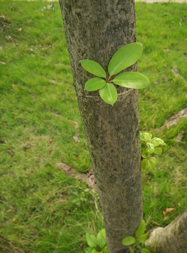 树干上の绿花