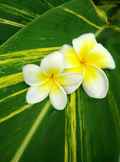 鸡蛋花