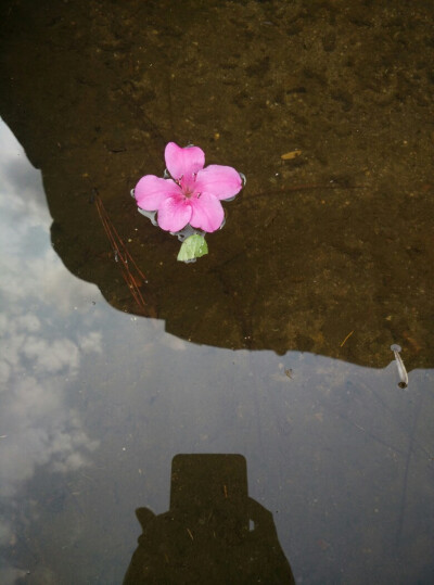 水面落花图片唯美图片