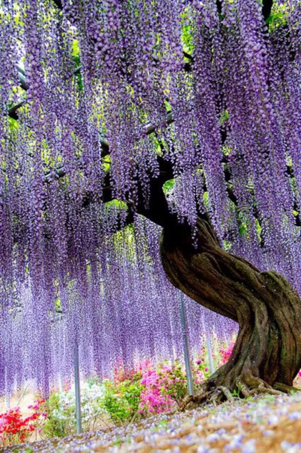 Ashikaga Flower Park,Tochigi, Japan。日本栃木县足利紫藤园。据介绍这世界第一大藤园共有藤树300多棵，每1串藤花房平均165个花朵，这165个花是从上往下按顺序开放。据报道每当藤花盛开的时节能有约60万人前去观看。日本足利紫藤园中最大的一棵紫藤树，开满了花就像瀑布一样倾泻而下，十分壮观。