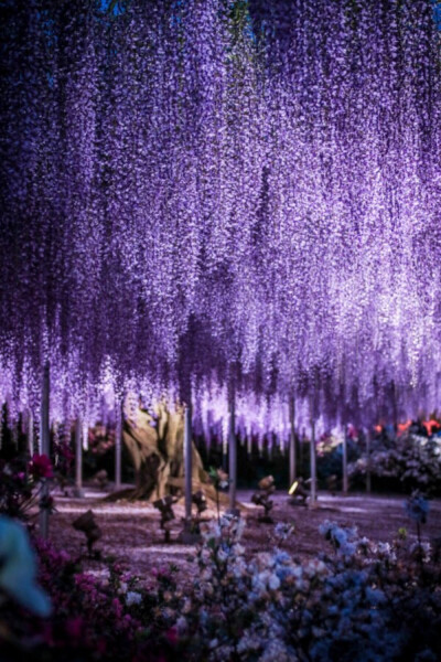 Ashikaga Flower Park,Tochigi, Japan (by Arifudin Achmad)。日本栃木县足利紫藤园。据介绍这世界第一大藤园共有藤树300多棵，每1串藤花房平均165个花朵，这165个花是从上往下按顺序开放。据报道每当藤花盛开的时节…