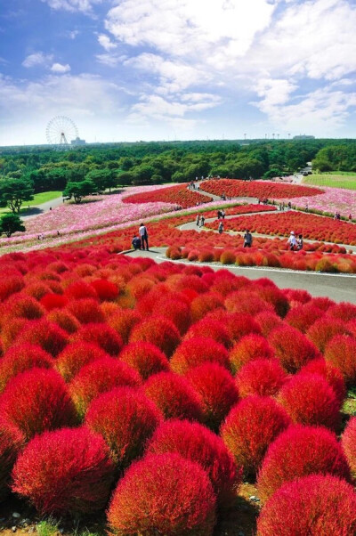 Kochia Hill, Hitachi Seaside Park in Hitachinaka, Ibaraki, Japan。日本茨城县常陆那珂市的常陆海滨公园地肤山，是一片因地肤这种植物而知名的小山丘，已经成为日本最知名的花山。地肤是一年生直立草本花卉，株高…