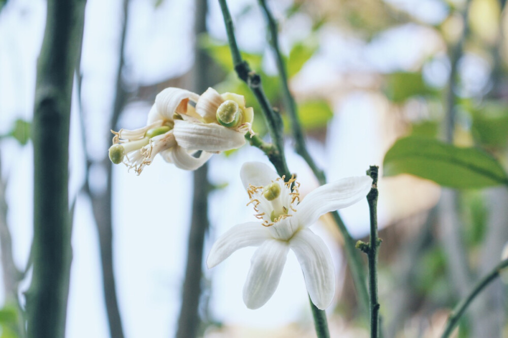 柚子的花