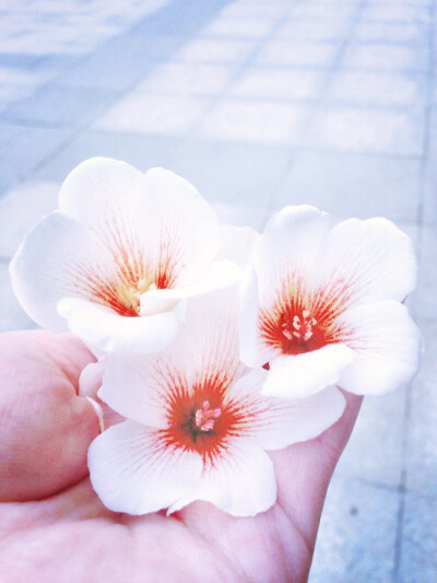 花开终是落，花落终成空。