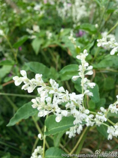 【石之若璞-花事-深秋觅花影】—似雪的多花蓼—何首乌~~
中文学名： 何首乌 ~
拉丁学名：Fallopia multiflora (Thunb.) Harald ~
别 称 ：多花蓼、紫乌藤、九真藤,桃柳藤，夜交藤~
蓼目 Polygonales-蓼科 Polygon…