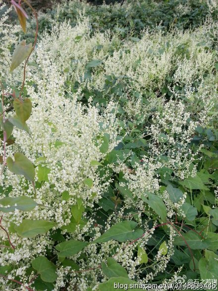 石之若璞花事深秋觅花影似雪的多花蓼何首乌