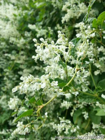 【石之若璞-花事-深秋觅花影】—似雪的多花蓼—何首乌~~
中文学名： 何首乌 ~
拉丁学名：Fallopia multiflora (Thunb.) Harald ~
别 称 ：多花蓼、紫乌藤、九真藤,桃柳藤，夜交藤~
蓼目 Polygonales-蓼科 Polygon…