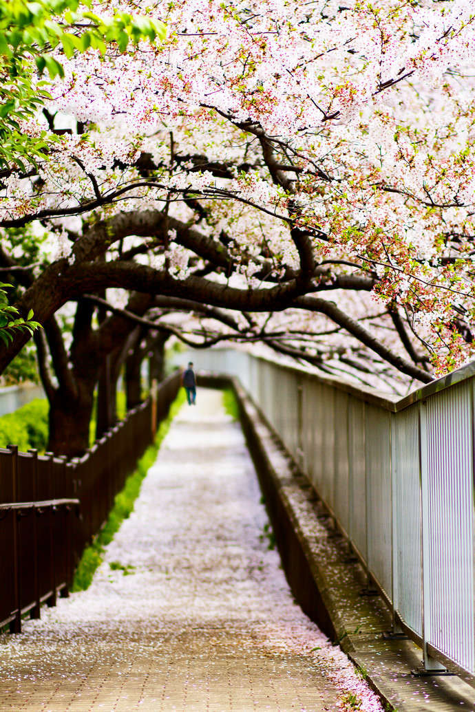 樱花季，樱花祭