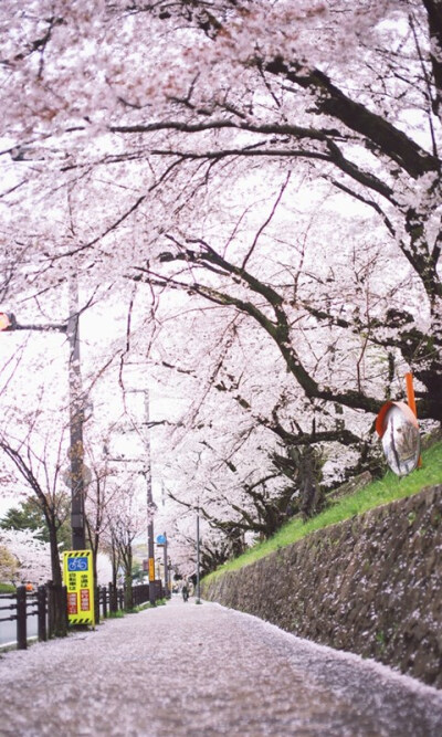 待落花时节，陪你赏樱花如雪