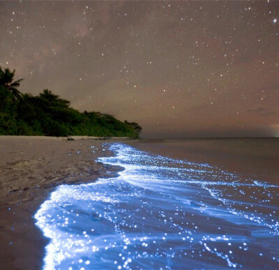  马尔代夫VAADHOO岛，发光的浮游生物被潮水冲到沙滩上，地平线上是星星和船灯。海滩布满发光生物，看起来很像银河，但比银河还亮。 微生物在水中与氧气发生化学反应，发出光亮，这一自然景象在海岸线地带甚为…